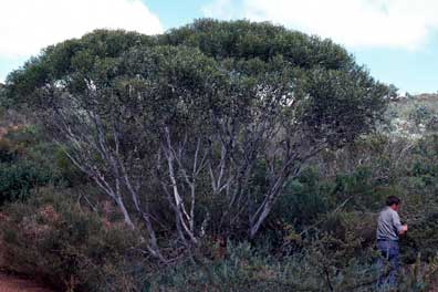 APII jpeg image of Eucalyptus lehmannii subsp. parallela  © contact APII