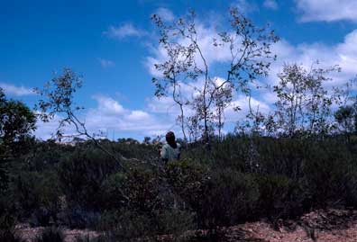 APII jpeg image of Eucalyptus desmondensis  © contact APII