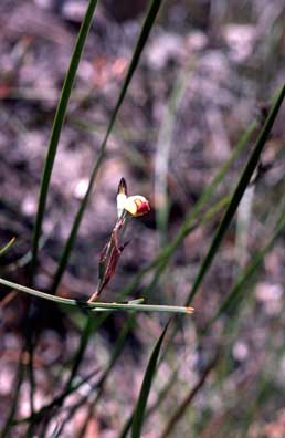 APII jpeg image of Daviesia elongata subsp. elongata  © contact APII