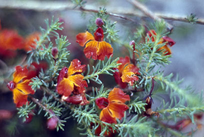 APII jpeg image of Lechenaultia formosa  © contact APII