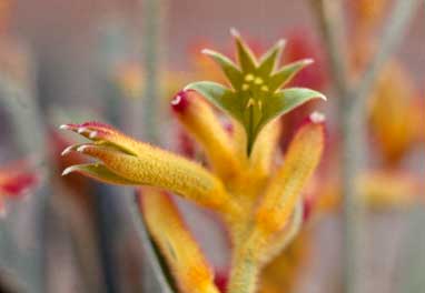 APII jpeg image of Anigozanthos humilis subsp. humilis  © contact APII