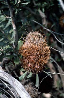 APII jpeg image of Banksia ornata  © contact APII