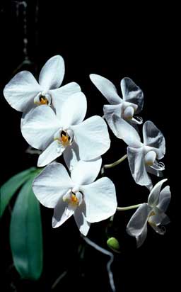 APII jpeg image of Phalaenopsis rosenstromii  © contact APII