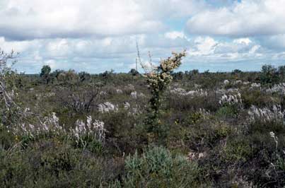 APII jpeg image of Hakea psilorrhyncha  © contact APII