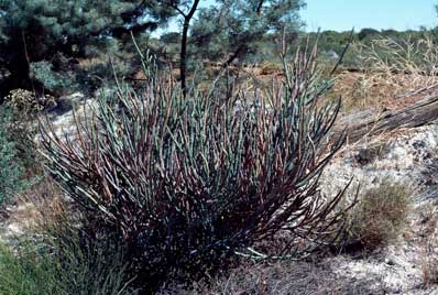 APII jpeg image of Daviesia euphorbioides  © contact APII