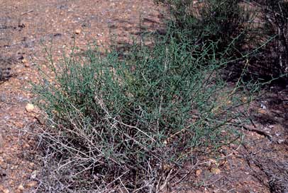 APII jpeg image of Daviesia intricata subsp. intricata  © contact APII