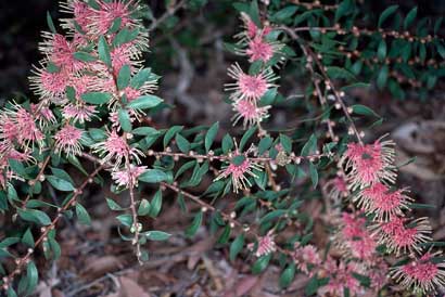 APII jpeg image of Hakea myrtoides x petiolaris  © contact APII