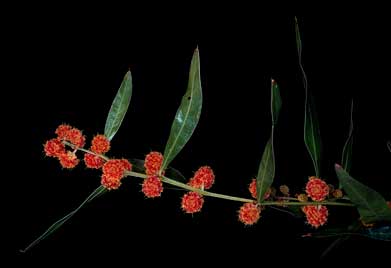 APII jpeg image of Acacia leprosa 'Scarlet Blaze'  © contact APII