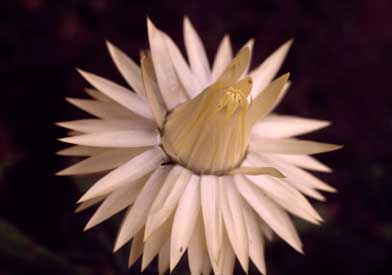 APII jpeg image of Xerochrysum bracteatum 'Cockatoo'  © contact APII