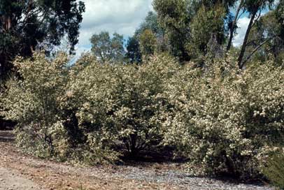 APII jpeg image of Sannantha pluriflora  © contact APII