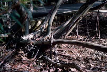 APII jpeg image of Eucalyptus cunninghamii  © contact APII