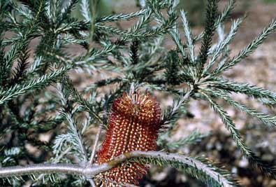 APII jpeg image of Banksia ericifolia subsp. ericifolia  © contact APII