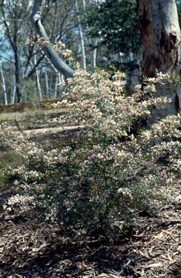 APII jpeg image of Boronia muelleri  © contact APII