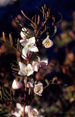 APII jpeg image of Boronia muelleri  © contact APII