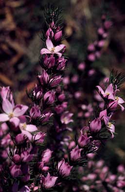 APII jpeg image of Boronia subulifolia  © contact APII