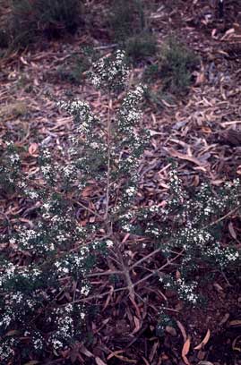 APII jpeg image of Boronia anemonifolia subsp. variabilis  © contact APII