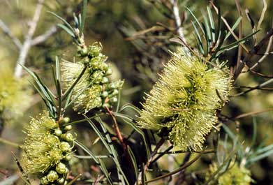 APII jpeg image of Callistemon pinifolius  © contact APII