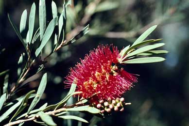 APII jpeg image of Callistemon phoeniceus  © contact APII