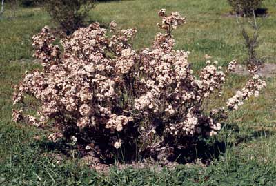 APII jpeg image of Calytrix tetragona  © contact APII