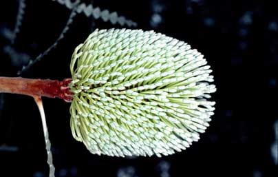 APII jpeg image of Banksia speciosa  © contact APII