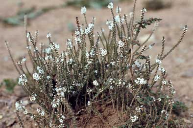 APII jpeg image of Epacris microphylla  © contact APII