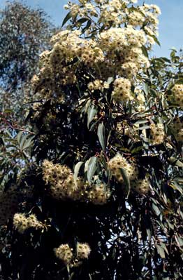 APII jpeg image of Corymbia gummifera  © contact APII