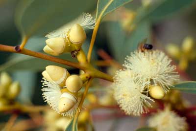 APII jpeg image of Eucalyptus flindersii  © contact APII