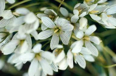 APII jpeg image of Chionogentias muelleriana subsp. jingerensis  © contact APII