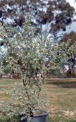 APII jpeg image of Grevillea arenaria  © contact APII