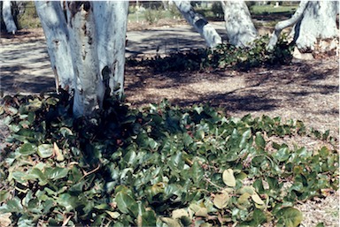 APII jpeg image of Kennedia nigricans  © contact APII