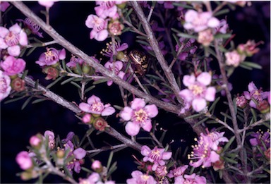 APII jpeg image of Kunzea affinis  © contact APII