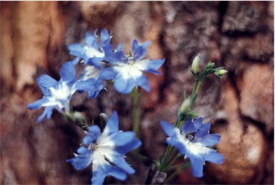 APII jpeg image of Lechenaultia biloba  © contact APII