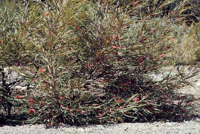 APII jpeg image of Grevillea longifolia  © contact APII