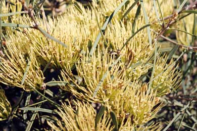 APII jpeg image of Hakea corymbosa  © contact APII