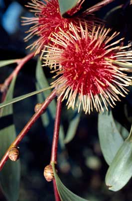 APII jpeg image of Hakea laurina  © contact APII