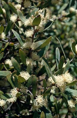 APII jpeg image of Hakea oleifolia  © contact APII