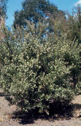 APII jpeg image of Hakea oleifolia  © contact APII