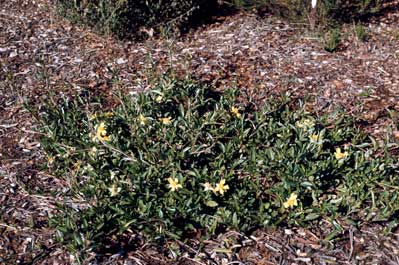 APII jpeg image of Hibbertia scandens  © contact APII