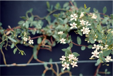 APII jpeg image of Marianthus bicolor  © contact APII