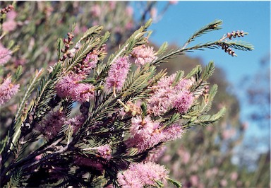 APII jpeg image of Melaleuca decussata  © contact APII