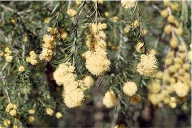 APII jpeg image of Melaleuca nodosa  © contact APII