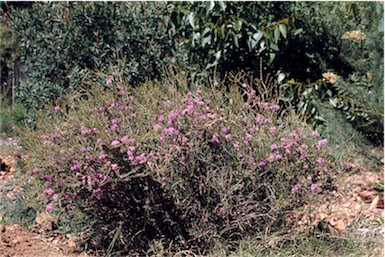 APII jpeg image of Melaleuca thymifolia  © contact APII