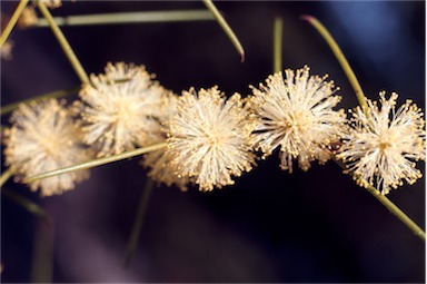 APII jpeg image of Melaleuca uncinata  © contact APII