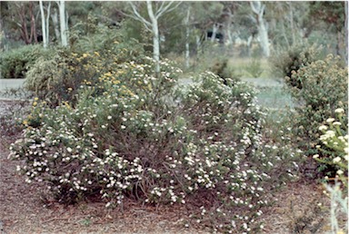 APII jpeg image of Olearia tenuifolia  © contact APII