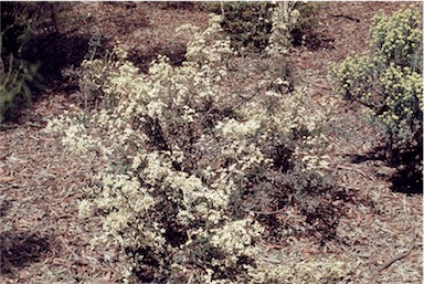 APII jpeg image of Olearia erubescens  © contact APII