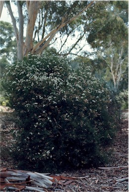 APII jpeg image of Olearia glandulosa  © contact APII