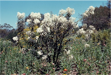 APII jpeg image of Olearia megalophylla  © contact APII