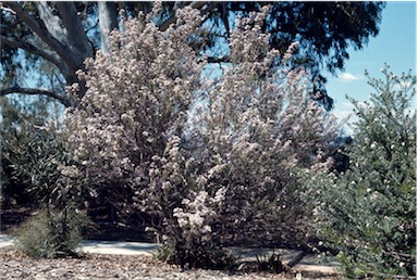 APII jpeg image of Olearia phlogopappa var. phlogopappa  © contact APII