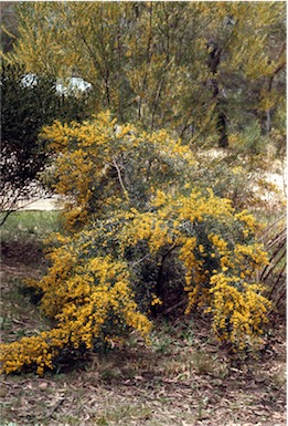 APII jpeg image of Acacia montana  © contact APII