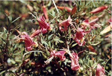 APII jpeg image of Eremophila maculata  © contact APII